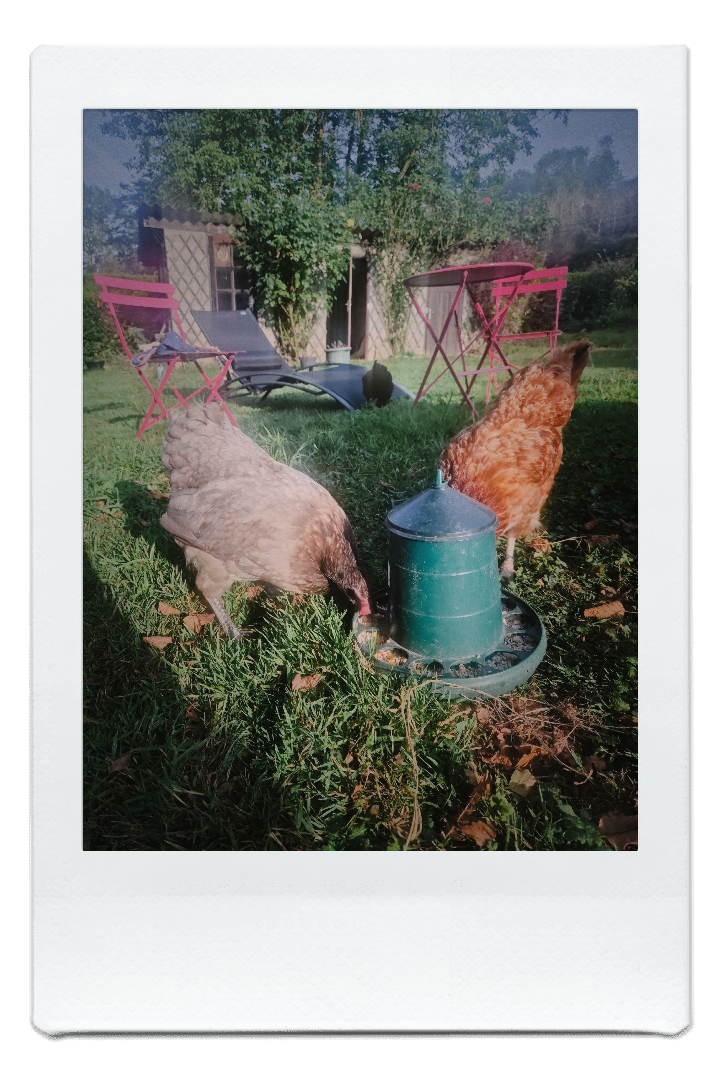 Animaux dans un jardin